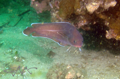 Lotella rhacina
