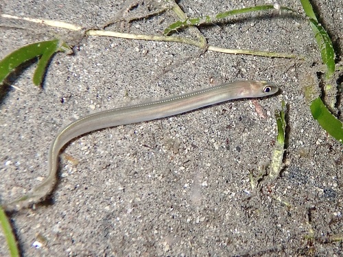 Scheele's conger (Ariosoma scheelei) — Congridae