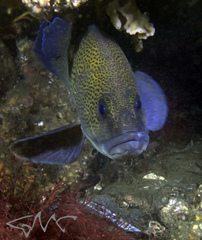 Acanthistius ocellatus
