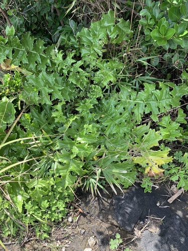 Cirsium spinosum iNat (1)