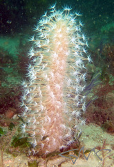 Veretillidae
