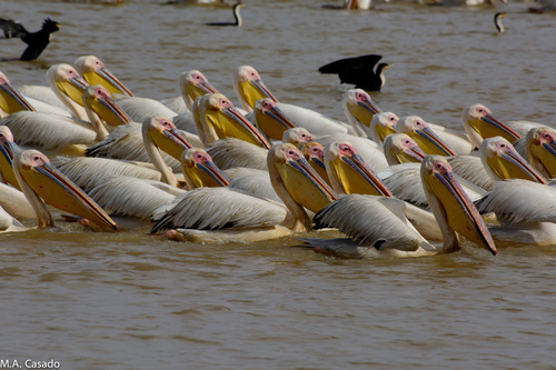 iNaturalist: (c) Miguel A. Casado, some rights reserved (CC BY-NC), uploaded by Miguel A. Casado iNaturalist image