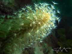 Veretillidae