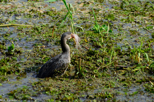 iNaturalist: (c) Miguel A. Casado, some rights reserved (CC BY-NC), uploaded by Miguel A. Casado iNaturalist image