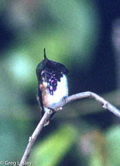 Selasphorus ellioti