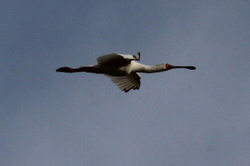 iNaturalist: (c) Luke Smith, some rights reserved (CC BY-NC), uploaded by Luke Smith iNaturalist image