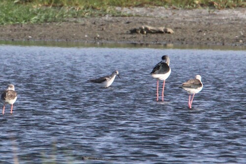 iNaturalist: (c) Luke Smith, some rights reserved (CC BY-NC), uploaded by Luke Smith iNaturalist image