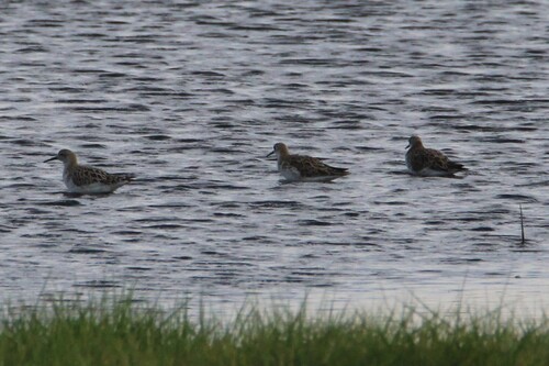 iNaturalist: (c) Luke Smith, some rights reserved (CC BY-NC), uploaded by Luke Smith iNaturalist image