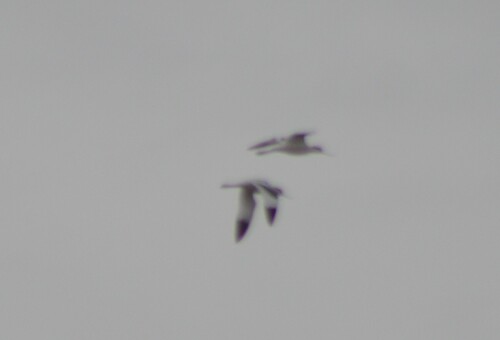 iNaturalist: (c) M. Salimeh, some rights reserved (CC BY-NC), uploaded by M. Salimeh iNaturalist image