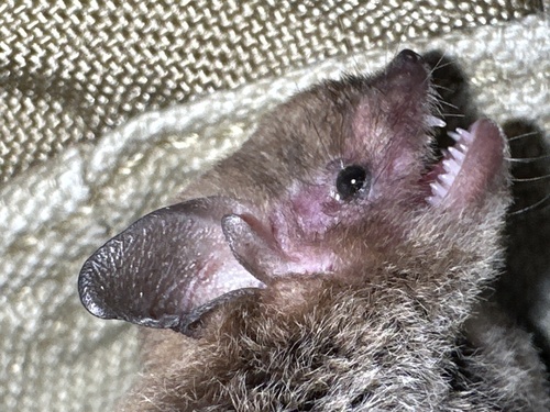 Large Forest Bat