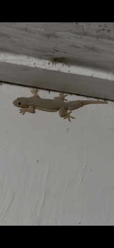 Hemidactylus platyurus