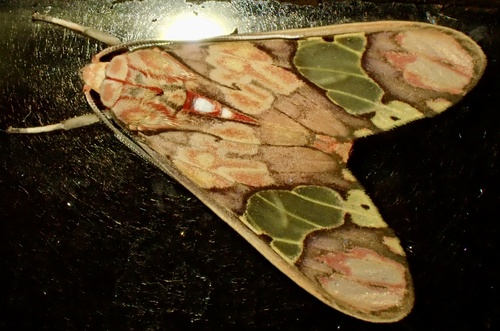 Neonerita martinezi