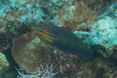 Halichoeres biocellatus