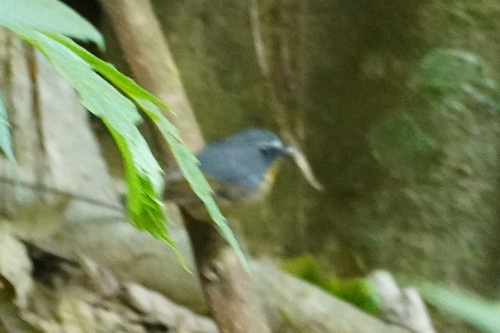 Snowy-browed Flycatcher (Ficedula hyperythra), photo 2