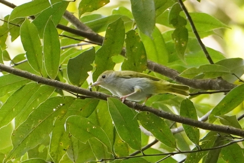 White-bellied Erpornis (Erpornis zantholeuca), photo 2