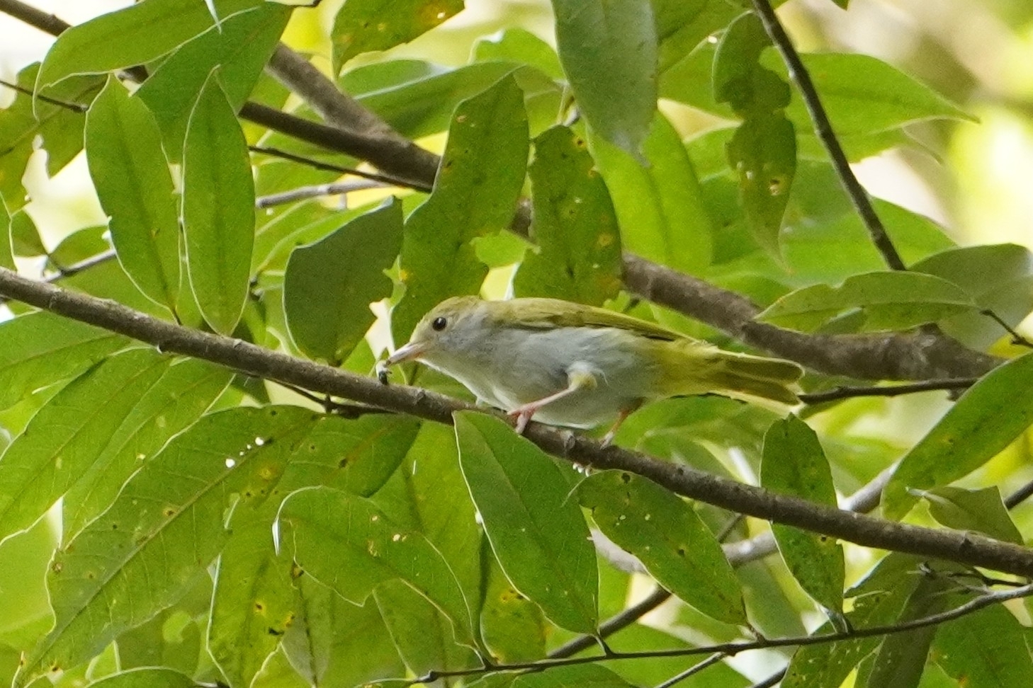 White-bellied Erpornis (Erpornis zantholeuca), photo 2