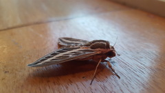 Hyles livornicoides