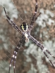 Argiope