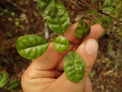 Alseuosmia banksii banksii