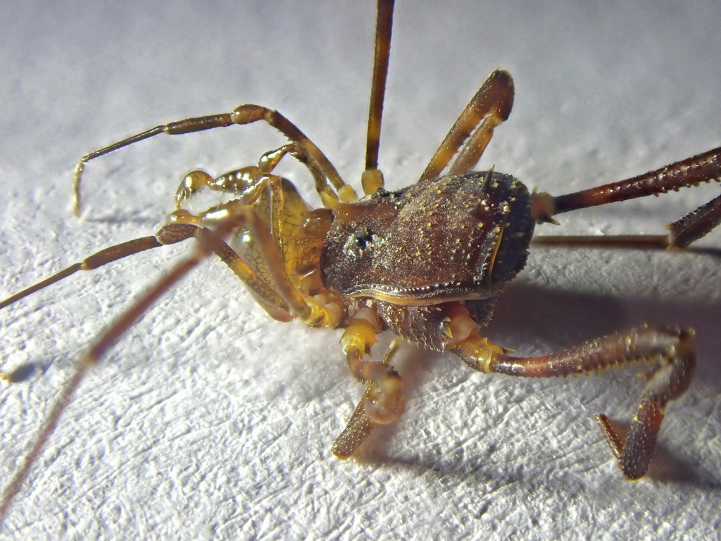 daddy longlegs
