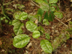 Alseuosmia banksii banksii
