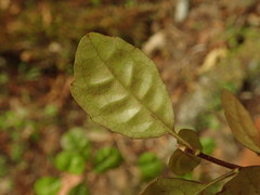 Alseuosmia banksii banksii