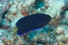 Centropyge fisheri
