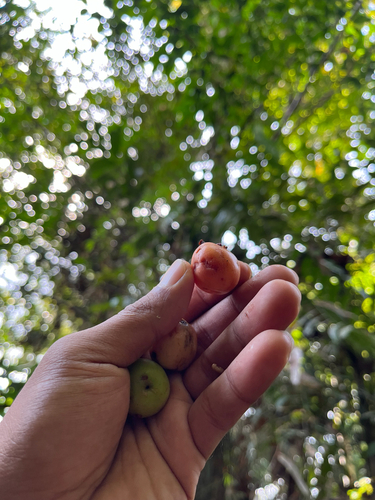Garcinia parvifolia observed 2026-01-26