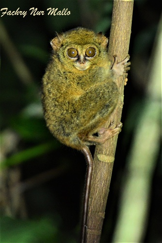 Wallace's Tarsier (Tarsius wallacei) — Vulnerable Mammalia