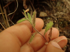 Senecio scaberulus
