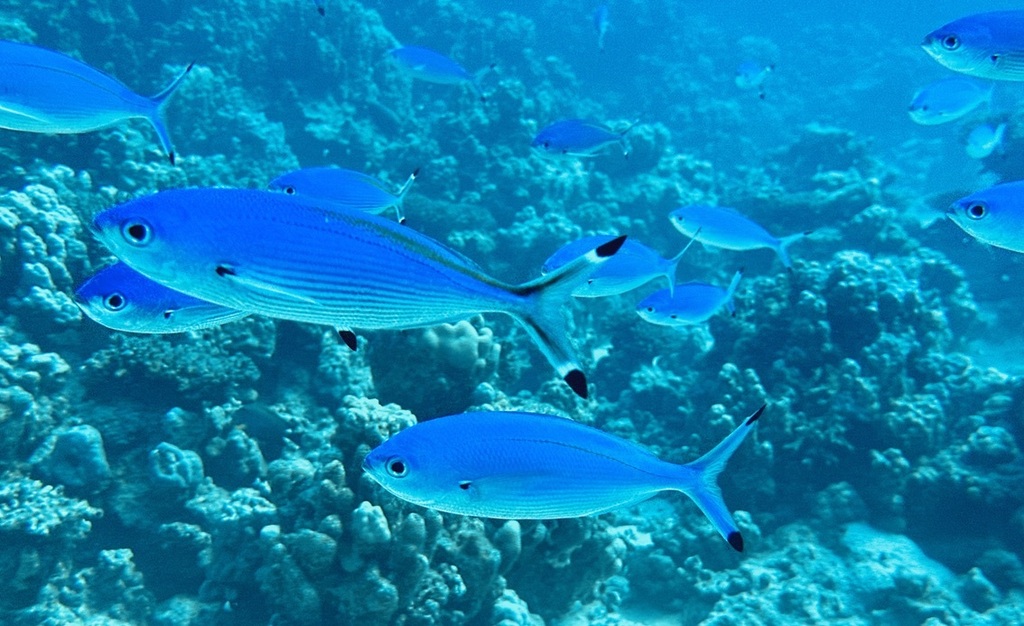 Suez-fuselier (Caesio suevica) — Caesionidae
