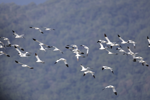 iNaturalist: (c) 陳亮全, some rights reserved (CC BY-NC), uploaded by 陳亮全 iNaturalist image