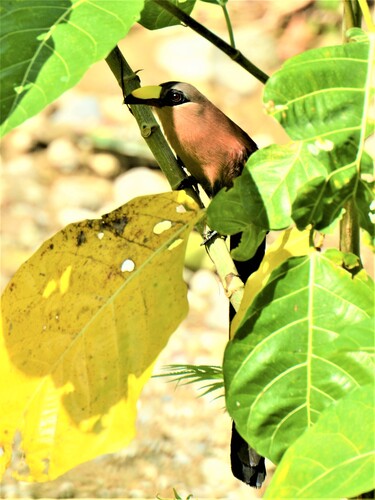Zanclostomus calyorhynchus