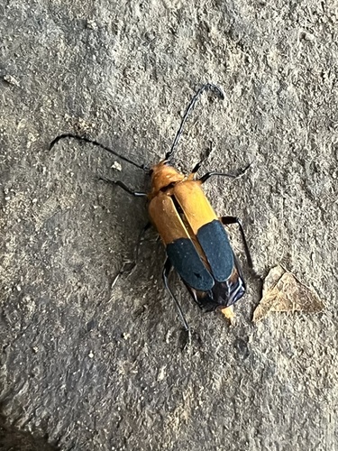 Oideterus magnificus