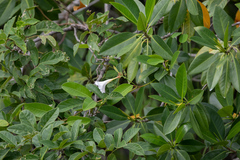 Rhabdadenia