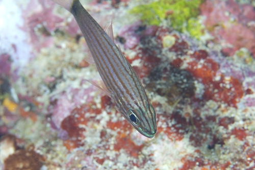 Arrow-tooth cardinal (Cheilodipterus artus) — Apogonidae — 4