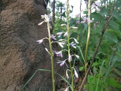 Dipodium stenocheilum