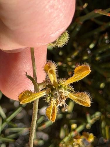 Blumenbachia dissecta (Blumenbachia dissecta)