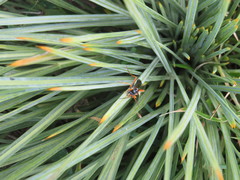 Eutanyacra licitatoria