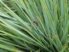 Eutanyacra licitatoria