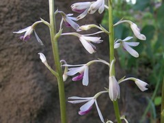 Dipodium stenocheilum