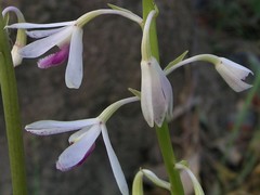 Dipodium stenocheilum
