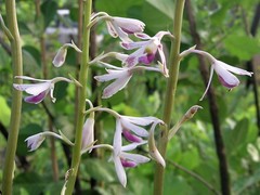 Dipodium stenocheilum