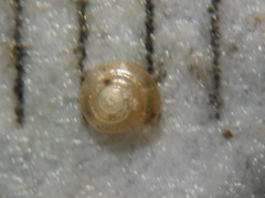 Guppya sterkii