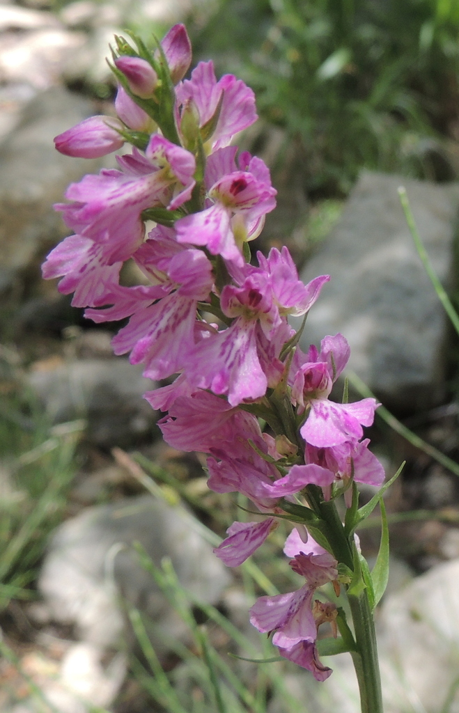 Dactylorhiza iberica (M.Bieb. ex Willd.) Soó 3