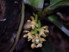 Pomatocalpa macphersonii