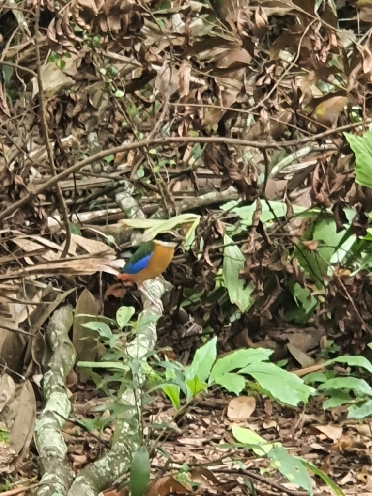 Blue-winged Pitta from Sungei Buloh Wetland Reserve, Lim Chu Kang ...