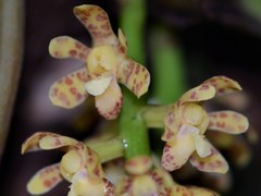 Pomatocalpa macphersonii