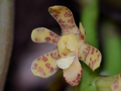 Pomatocalpa macphersonii