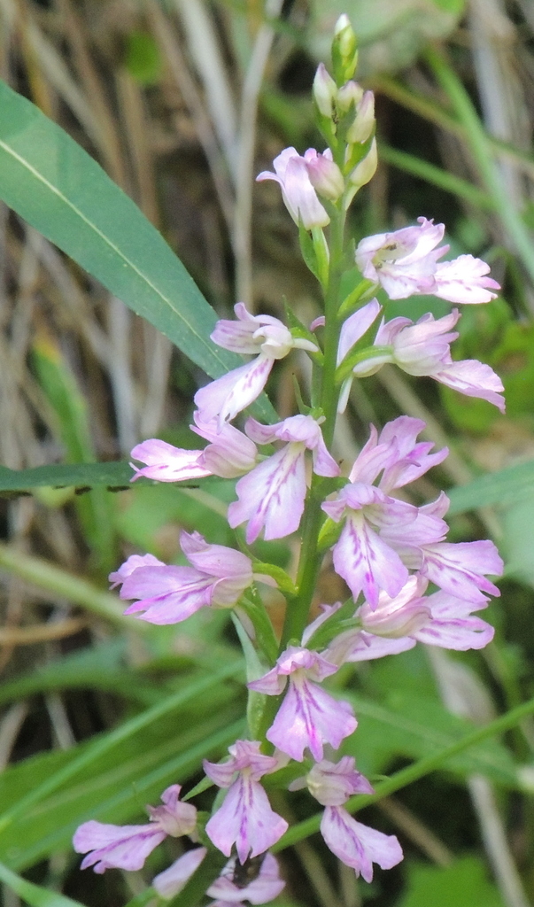 Dactylorhiza iberica (M.Bieb. ex Willd.) Soó
